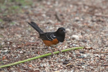 Benekli Towhee (pipilo maculatus)