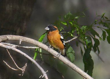 Kara başlı Grosbeak (erkek) (pheucticus melanocephalus)