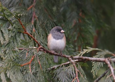 Kara gözlü Junco (Oregon grubu, erkek) (junco hyemalis))