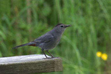 Gri Kedi Kuşu (dumetella carolinensis)