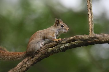 Doğu Gri Sincap (Sciurus carolinensis)