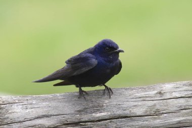 Mor Martin (erkek) (progne subis)