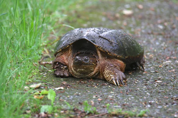 Snapping Turtle Common Chelydra Serpentina — Stock Photo, Image