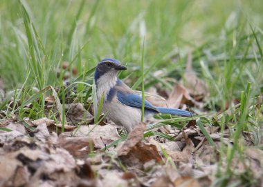 California Maki jay (Aphelocoma californica)