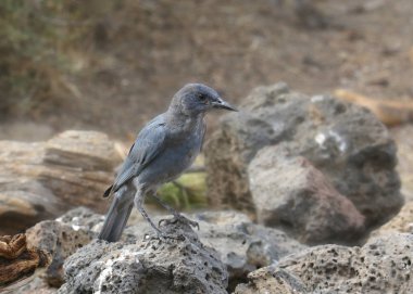 Pinyon Jay (gynorhinus siyanocephalus)