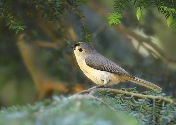 Toegepaste Titelmuis Baeolophus Bicolor — Stockfoto