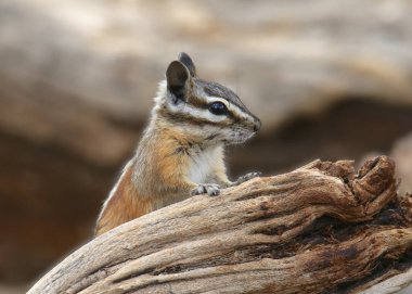 Uçurum Sincap (tamias dorsalis)