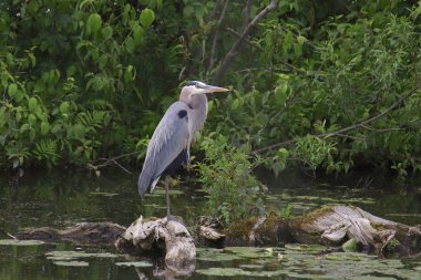 Büyük Mavi Balıkçıl (ardea herodias)