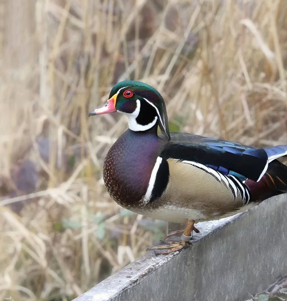 Canard Branchu Mâle Aix Sponsa — Photo