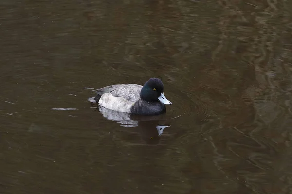 Lesser Scaup Aythya Affinis — 스톡 사진