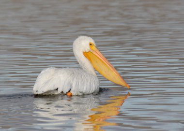 Amerikan Beyaz Pelikanı (pelecanus erythrothynchos)
