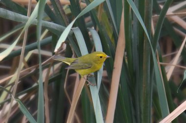 Sarı Warbler (dişi) (setophaga peteşi))
