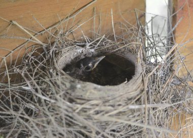 Genç Amerikalı Robin yuvasından yükseliyor (turdus migratorius)