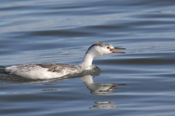 克拉克的Grebe Aechmorphorus Clarkii — 图库照片