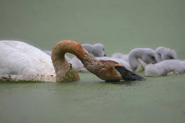 Trompetzwanen Volwassen Jonge Exemplaren Die Voedsel Van Het Wateroppervlak Afromen — Stockfoto