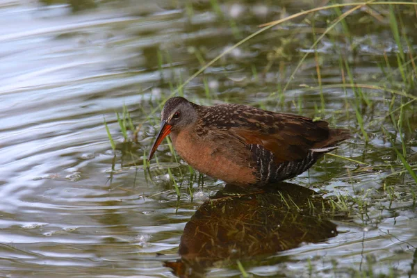 Virginia Rail Rallus Taxonu — Stock fotografie