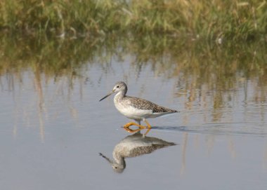Lesser or Greater Yellowlegs (tringa melanoleuca) (tringa flavipes)