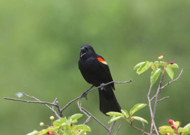 Red-winged Blackbird (male) (agelaius phoeniceus) squawking