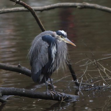 Büyük Mavi Balıkçıl (ardea herodias)