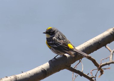 Yellow-rumped Warbler (Audubon) (setophaga coronata)