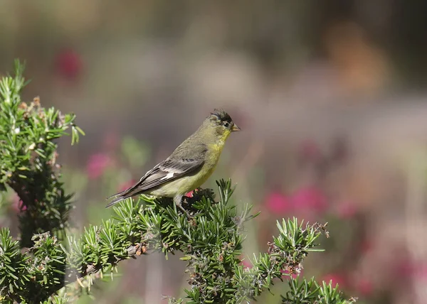 Petit Chardonneret Mâle Spinus Psaltria — Photo