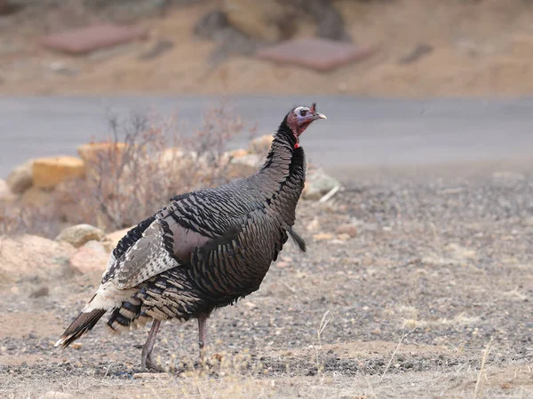 Pavo Salvaje Macho Meleagris Gallopavo — Foto de Stock