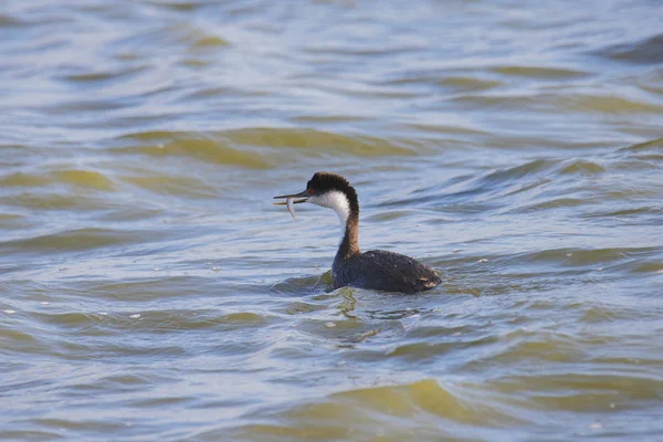 Western Grebe Met Een Vis Zijn Snavel Aechmophorus Occidentalis — Stockfoto