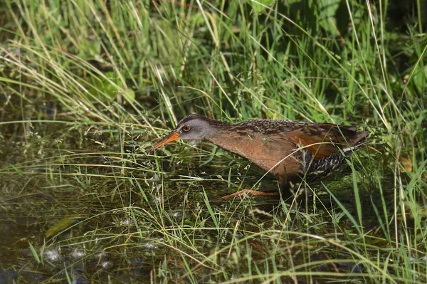 Virginia Rail Rallus Limicola — Stockfoto