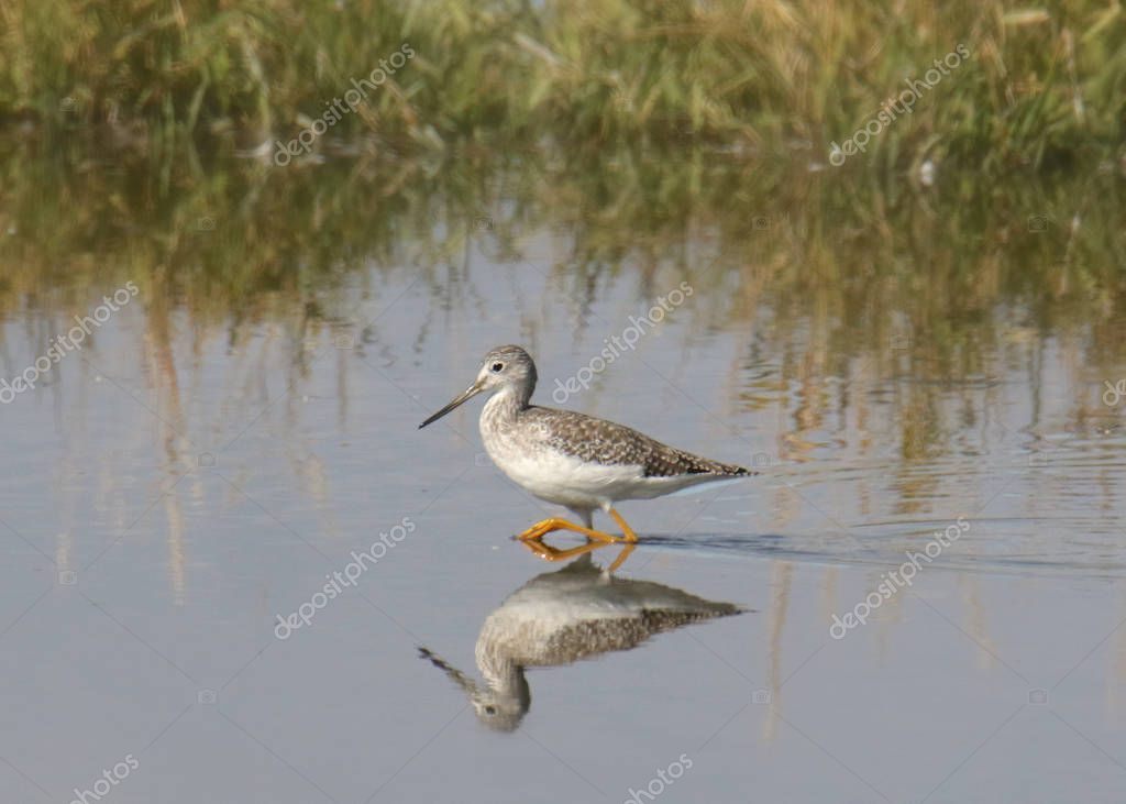 Patas amarillas menores o mayores (tringa melanoleuca) (tringa flavipes) 2023