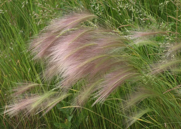 Foxtail Barley Ornamental Grass — стокове фото