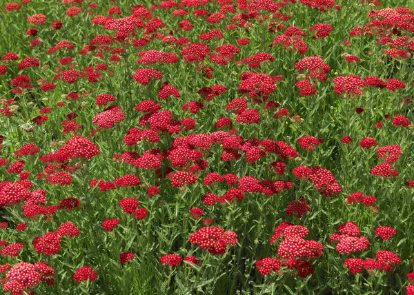 Fuligule Rouge Achillea Millefolium — Photo