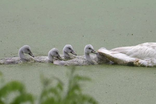 Juvenile Trumpeter Swans Cygnets Momma Very Closely Cygnus Buccinator — Stock Photo, Image