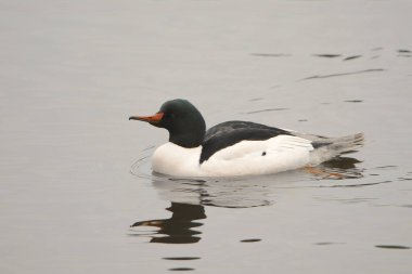 Merganser (erkek) (mergus merganser))