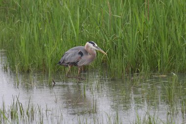Büyük Mavi Balıkçıl (ardea herodias)
