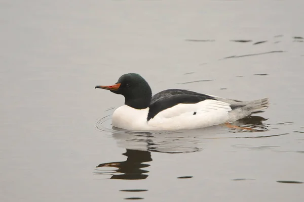 Merganser Umum Laki Laki Mergus Merganser — Stok Foto