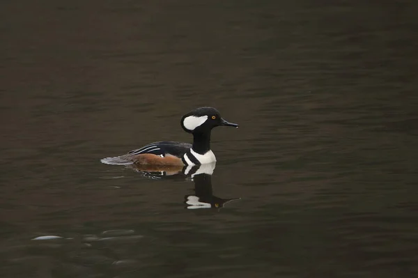 Hooded Merganser Male Lophodytes Cucullatus — Stock Photo, Image