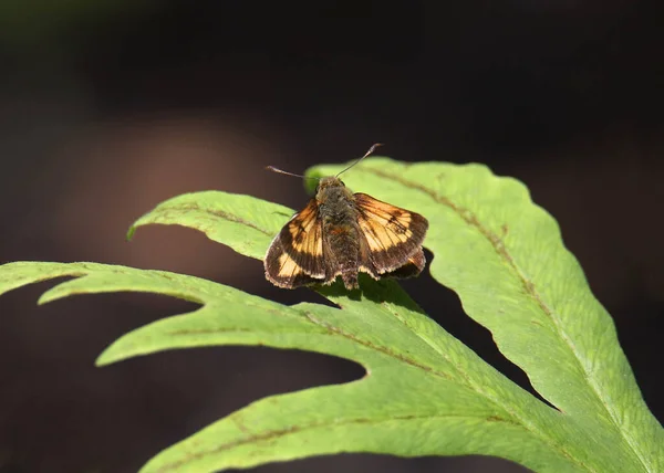 Hobomok Skipper Butterfly Poanes Hobomok — Stock Fotó