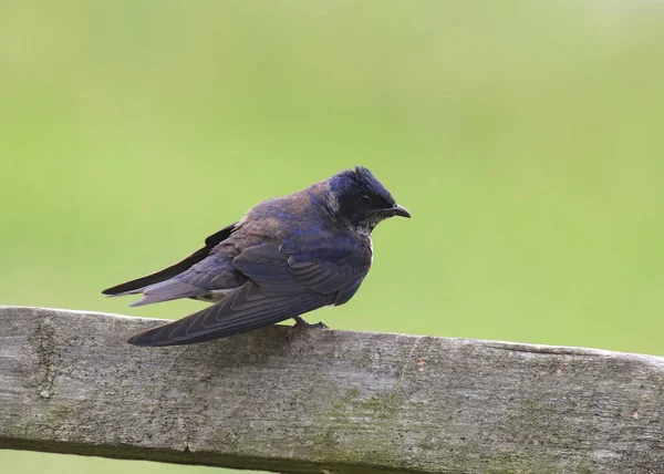 Martin Violet Mâle Hirondelle Progne Subis — Photo