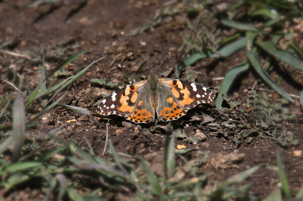 Painted Lady Butterfly (vanessa annabella)