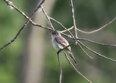 Doğu Tahta Pewee (kontopus virens))