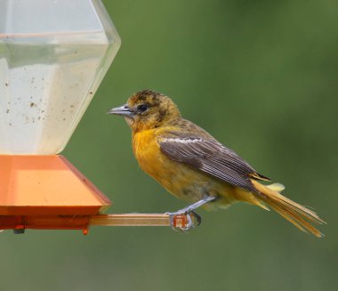 Baltimore Oriole (kadın) (icterus galbula)