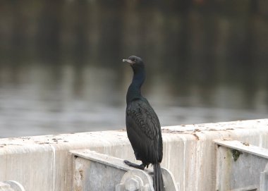 Pelagic Cormorant (phalacrocorax pelagicus)
