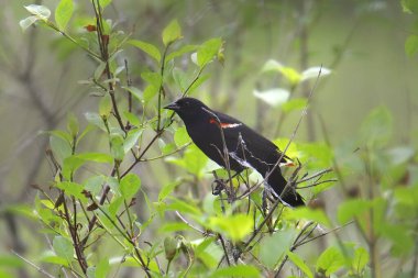 Kırmızı kanatlı Karatavuk (erkek) (Agelaius Phoeniceus)