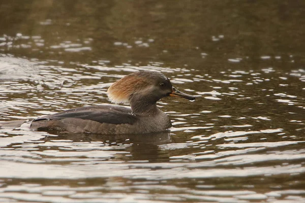 Hooded Merganser Самка Lophodytes Culcullatus — стоковое фото