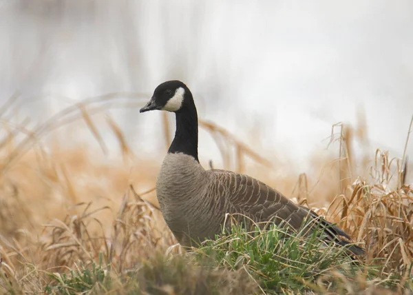 Gęś Branta Hutchinsii — Zdjęcie stockowe