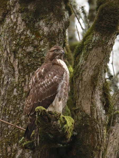 Halcón Cola Roja Juvenil Buteo Jamaicensis — Foto de Stock