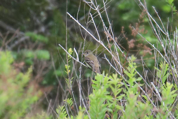 Τουλάχιστον Flycatcher Empidonax Minimus — Φωτογραφία Αρχείου