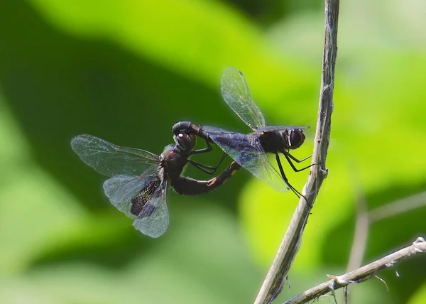 Deux Libellules Noires Accouplent Tramea Lacerata — Photo