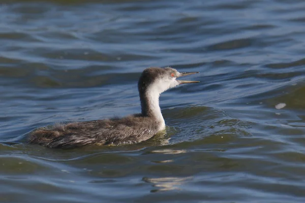 Clark Grebe Juvenile Aechmophorus Clarkii — Stock Photo, Image