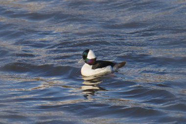 Bufflehead (erkek) (bucephala albeola)
